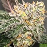 Purple Caper Seeds - Gelato BX Regular Cannabis Seeds