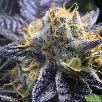 Purple Caper Seeds - Girl Scout Cookie F2 Regular Cannabis Seeds