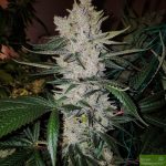 purple-caper-seeds-gorilla-glue-bx-regular-cannabis-seeds.jpg