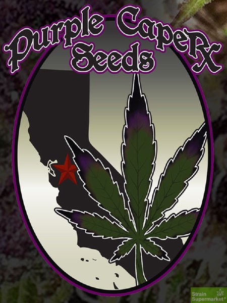 purple-caper-seeds-granddaddy-bx-regular-cannabis-seeds.jpg