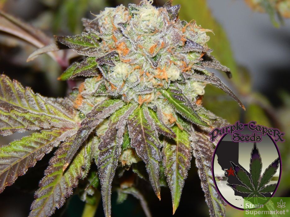purple-caper-seeds-grandmas-batch-regular-cannabis-seeds.jpg