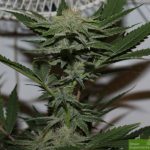 Purple Caper Seeds - Krippy Kush Regular Cannabis Seeds