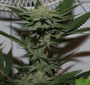 Purple Caper Seeds - Krippy Kush Regular Cannabis Seeds