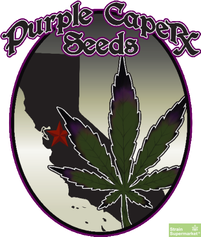 purple-caper-seeds-outdoor-mixed-pack-10-regular-cannabis-seeds.png