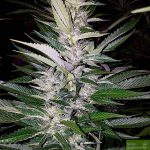 purple-caper-seeds-pink-panties-regular-cannabis-seeds.jpg