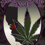 purple-caper-seeds-purple-caper-og-regular-cannabis-seeds.jpg