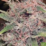 Purple Caper Seeds - Purple Caper Regular Cannabis Seeds