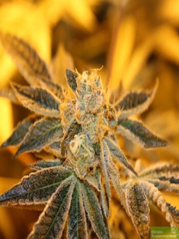 Purple Caper Seeds - Sherbert BX Regular Cannabis Seeds