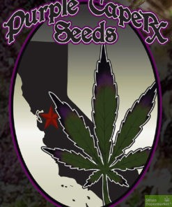 Purple Caper Seeds - Strawberry Banana Zkittlez Regular Cannabis Seeds