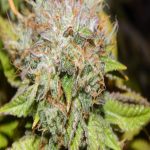 purple-caper-seeds-wedding-cake-regular-cannabis-seeds.jpg