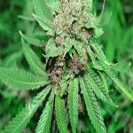 Purple Caper Seeds - White Grapes Regular Cannabis Seeds
