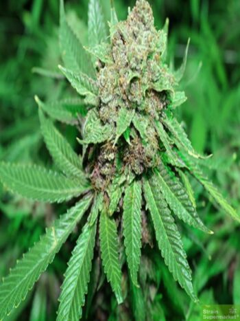 Purple Caper Seeds - White Grapes Regular Cannabis Seeds