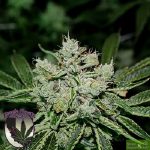Purple Caper Seeds - White OG Regular Cannabis Seeds