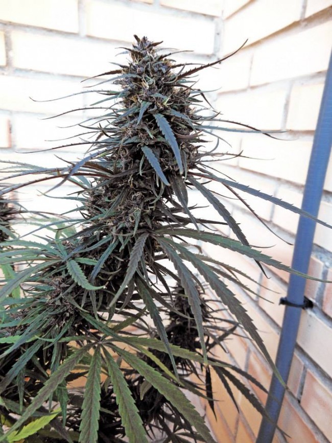 purple_haze_malawi4.jpg