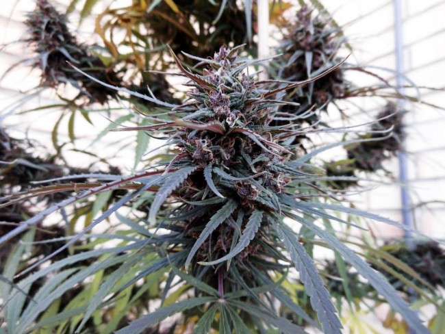 purple_haze_malawi7.jpg