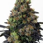 Ripper Seeds - Acid Dough Feminised Cannabis Seeds