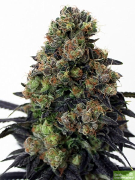 ripper-seeds-acid-dough-feminised-cannabis-seeds.jpg