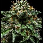 Ripper Seeds - Chempie Feminised Cannabis Seeds