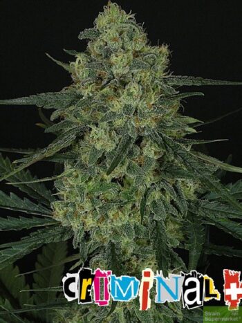 Ripper Seeds - Criminal + Feminised Cannabis Seeds