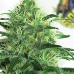 Ripper Seeds - Sideral Feminised Cannabis Seeds