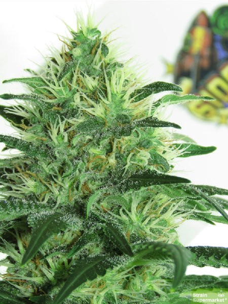 ripper-seeds-sideral-feminised-cannabis-seeds.jpg