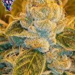ripper-seeds-sour-ripper-feminised-cannabis-seeds.jpg