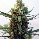 Ripper Seeds - Toxic Feminised Cannabis Seeds