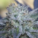 ripper-seeds-washing-machine-feminised-cannabis-seeds.jpg