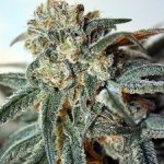 Ripper Seeds - Zombie Kush Feminised Cannabis Seeds