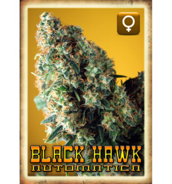 Rockwell Seeds - Black Hawk Auto - Autoflowering Feminized Cannabis Seeds