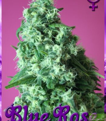 Rockwell Seeds - Blue Rose - Feminized Cannabis Seeds