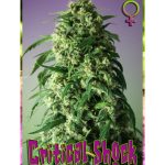 rockwell-seeds-critical-shock-feminized-cannabis-seeds.jpg