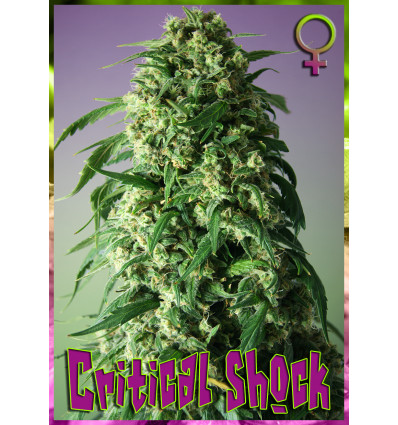 rockwell-seeds-critical-shock-feminized-cannabis-seeds.jpg
