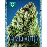 rockwell-seeds-gimli-auto-autoflowering-feminized-cannabis-seeds.jpg