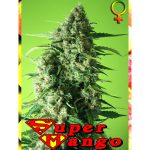 Rockwell Seeds - Super Mango - Feminized Cannabis Seeds