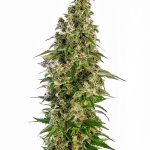 Sensi Seeds - Afghani #1 Auto Feminised Autoflowering Cannabis Seeds