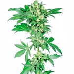 Sensi Seeds - Afghani #1 Regular Cannabis Seeds