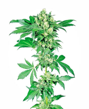 Sensi Seeds - Afghani #1 Regular Cannabis Seeds