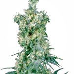 Sensi Seeds - American Dream Regular Cannabis Seeds