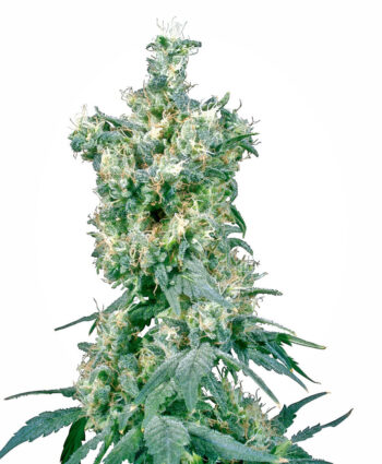 Sensi Seeds - American Dream Regular Cannabis Seeds