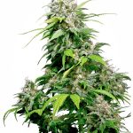 sensi-seeds-california-indica-regular-cannabis-seeds.jpg