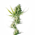 Sensi Seeds - Durban Regular Cannabis Seeds