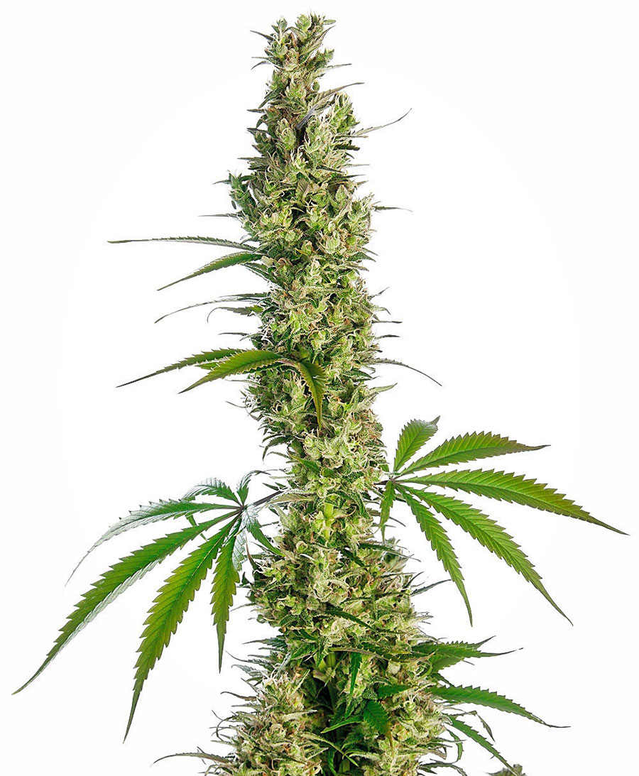 sensi-seeds-eagle-bill-regular-cannabis-seeds.jpg