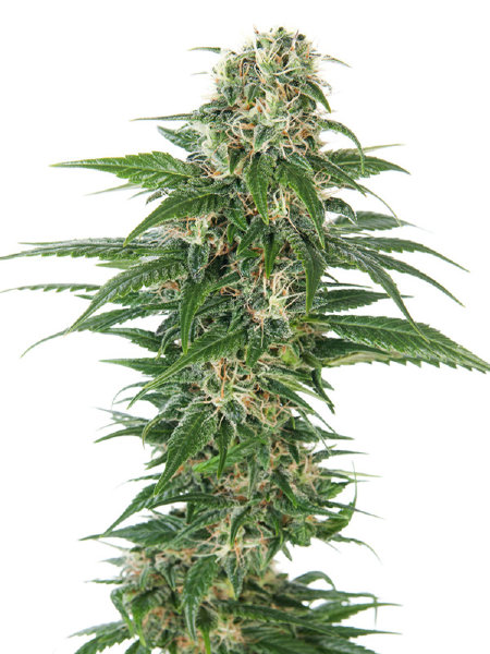 sensi-seeds-early-auto-skunk-autoflowering-feminised-cannabis-seeds.jpg