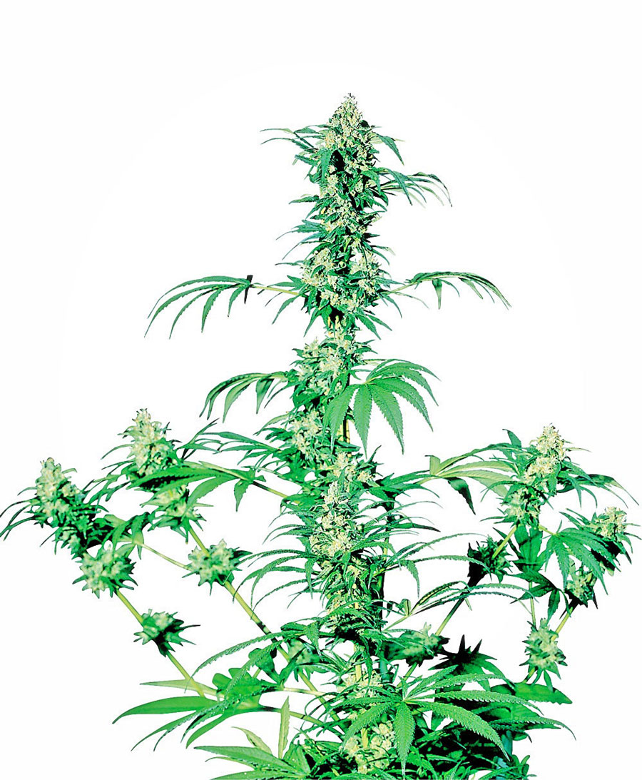 sensi-seeds-early-girl-regular-cannabis-seeds.jpg