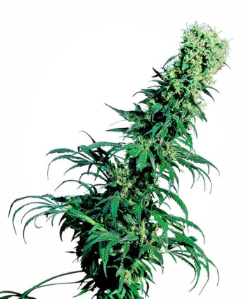 Sensi Seeds - Early Pearl Regular Cannabis Seeds