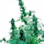 Sensi Seeds - Early Skunk Feminised Cannabis Seeds