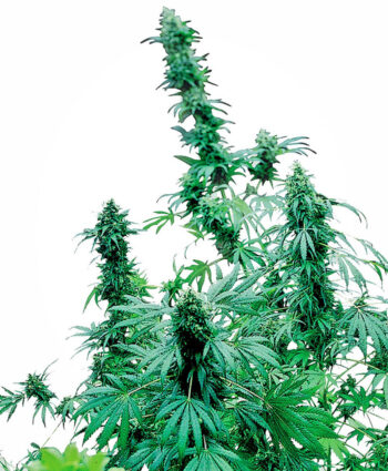 Sensi Seeds - Early Skunk Feminised Cannabis Seeds