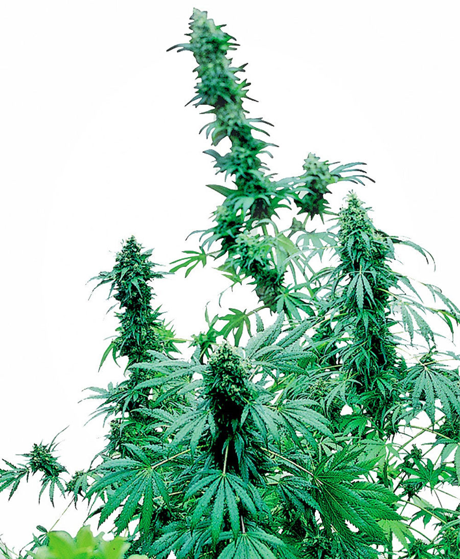 sensi-seeds-early-skunk-feminised-cannabis-seeds.jpg