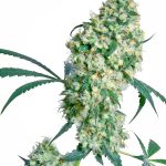 sensi-seeds-ed-rosenthal-super-bud-regular-cannabis-seeds.jpg